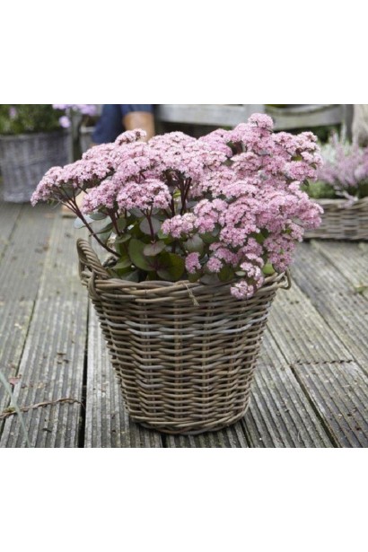 Очиток гібридний Матрона посадка в контейнер